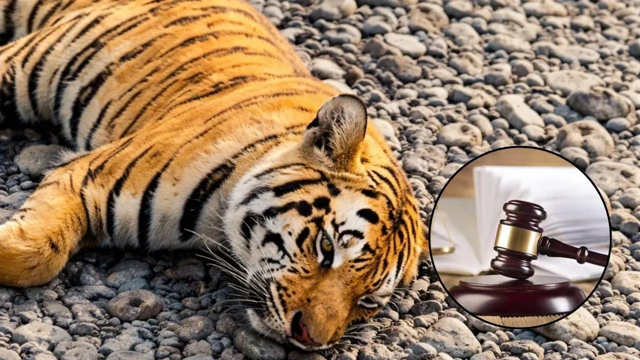 बाघों की मौत पर ‘सुप्रीम’ नाराजगी! हाई कोर्ट ने केंद्र और राज्य को घेरा- 110 मौतें मानवीय भूल, जिम्मेदार कौन?