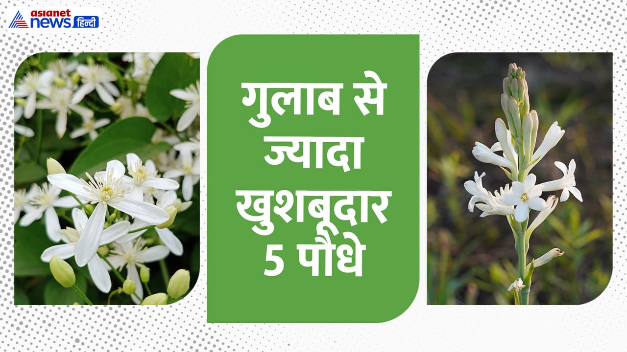 5 Fragrant Plants: गुलाब से ज्यादा महकदार 5 सफेद फूल, घर को नेचुरल परफ्यूम बना देंगे ये प्लांट