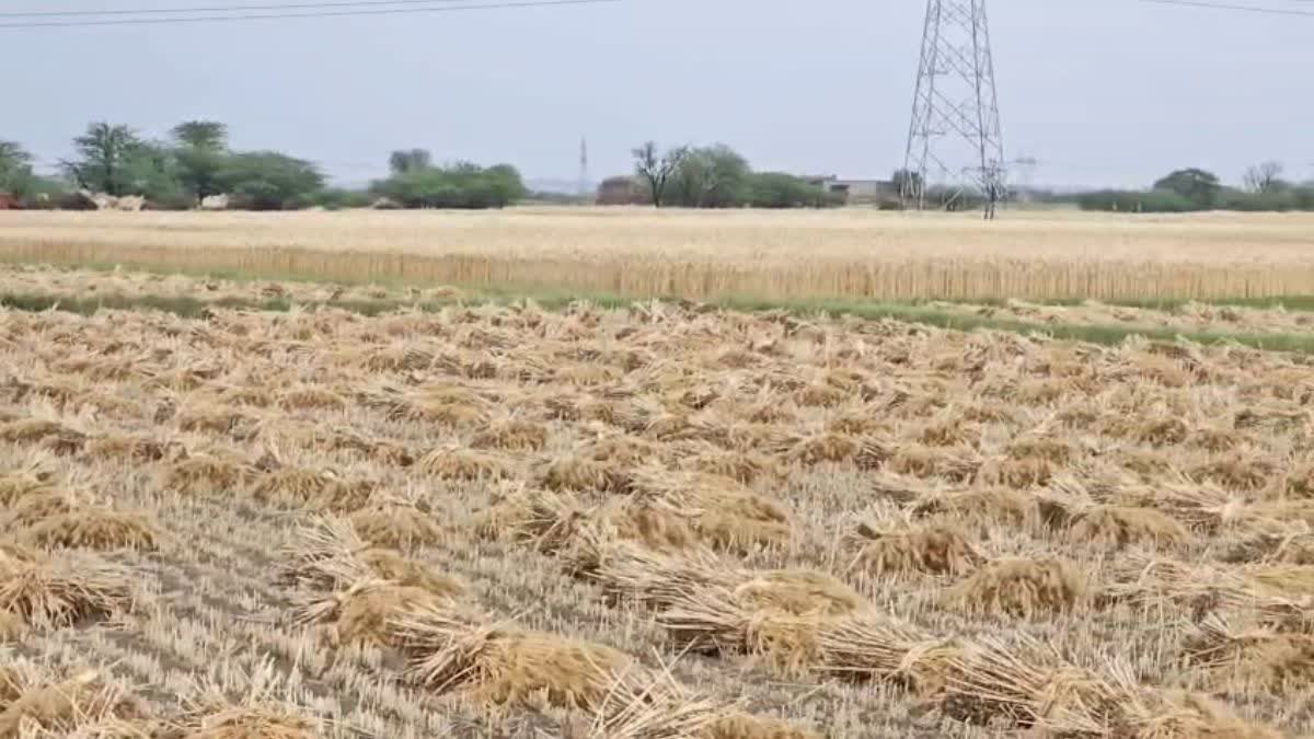 unseasonal rain impact crops