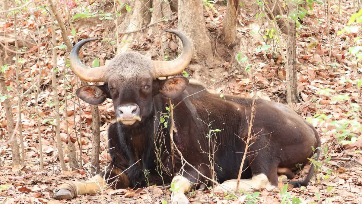 BISON KABIRDHAM