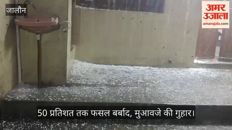 उरई में आधी रात को ओलावृष्टि से हाहाकार, गेहूं की बालियां मिट्टी में मिलीं, भारी आर्थिक संकट में अन्नदाता
