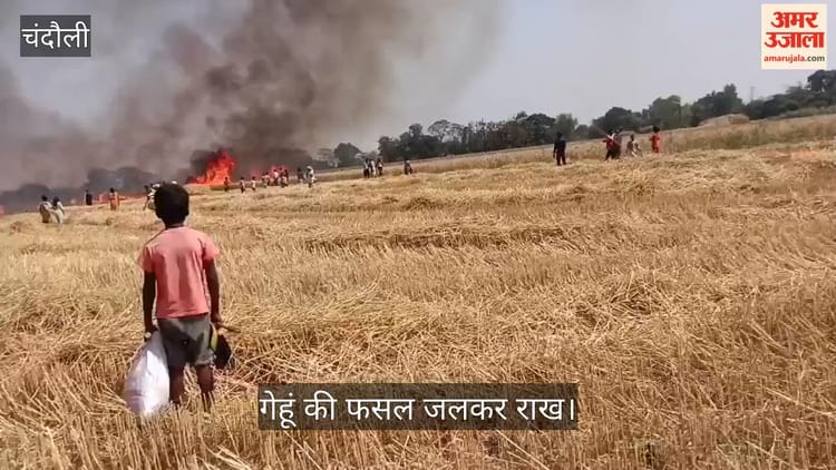 VIDEO: हार्वेस्टर की चिंगारी से 10 बीघा गेहूं की फसल जलकर राख