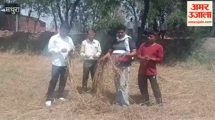 VIDEO: ओलावृष्टि से बर्बाद फसल का जायजा लेने पहुंचे लेखपाल