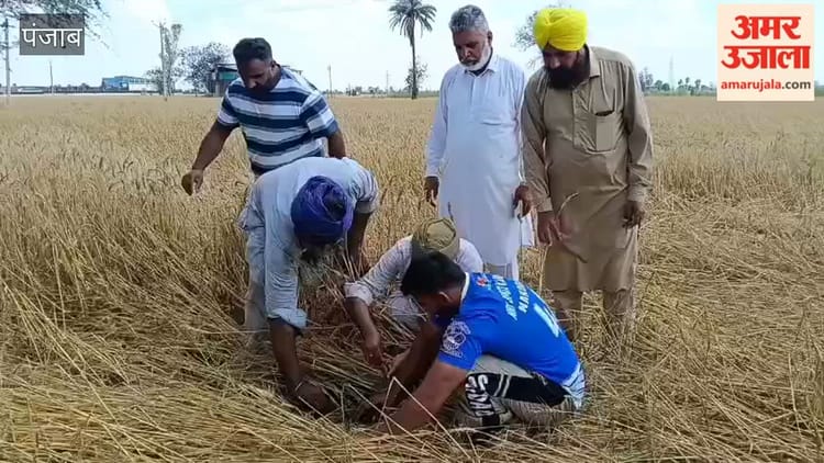 मोगा के कंडियाल में बारिश और ओलावृष्टि से 1100 एकड़ गेहूं की फसल तबाह