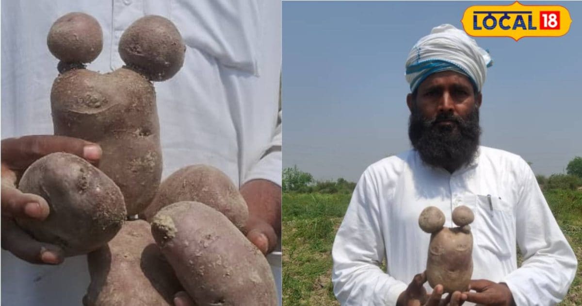 लाल-सफेद को जाइये भूल... अब खाइये कम शुगर वाला कुफरी नीलकंठ आलू, किसानों के लिए बना सोना!