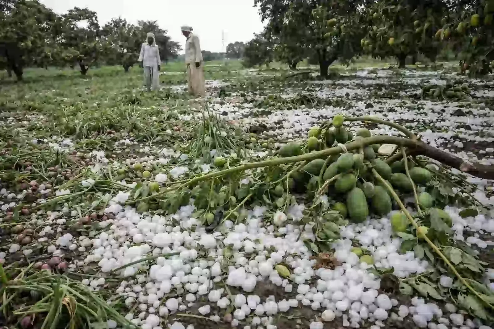 धुले में बेमौसम बारिश और ओलावृष्टि से 8 हजार हेक्टेयर फसल बर्बाद