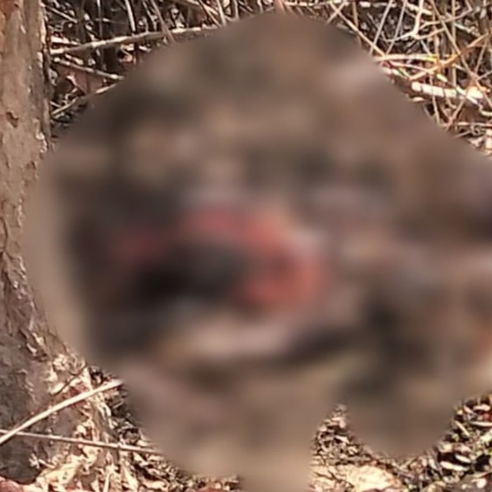 बांधवगढ़ में बाघ ने महिला पर हमला किया, मौत:जंगल में महुआ बीनने गई, परिक्षेत्र अधिकारी बोले-शरीर पर हमले के निशान मिले