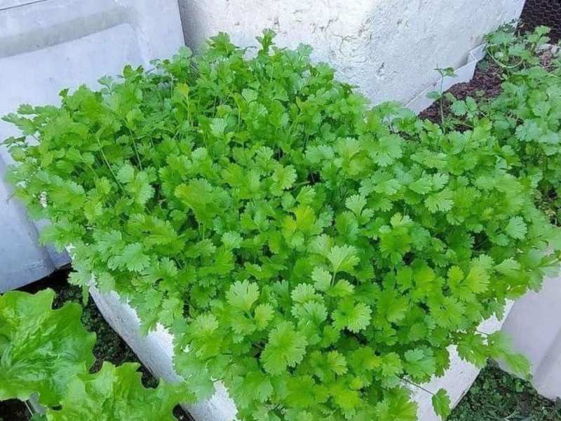 चिलचिलाती धूप में सूख गया है धनिया-पुदीना का पौधा? हरा-भरा रखने के लिए अपनाएं ये गार्डन फार्मूला