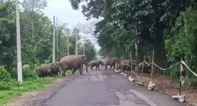 Assam's के हाथियों पर संकट: ट्रैक, बगीचे और जंगल से घिरा खतरा