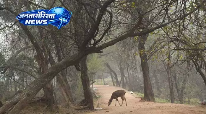 Punjab-Haryana में वन क्षेत्र बढ़ा, फिर भी कमी बरकरार