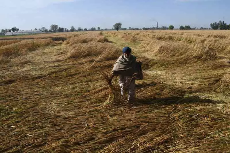 Chandigarh 500 अधिकारी तैनात, फसल नुकसान का आकलन करेगा कृषि विभाग