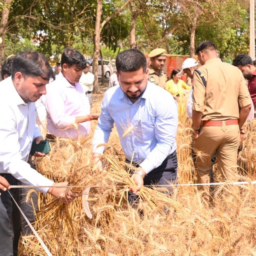 डीएम शशांक त्रिपाठी ने खुद काटी गेहूं की फसल, VIDEO:क्रॉप कटिंग निरीक्षण के लिए पहुंचे थे, कहा- पारदर्शिता और मानकों के साथ हो काम