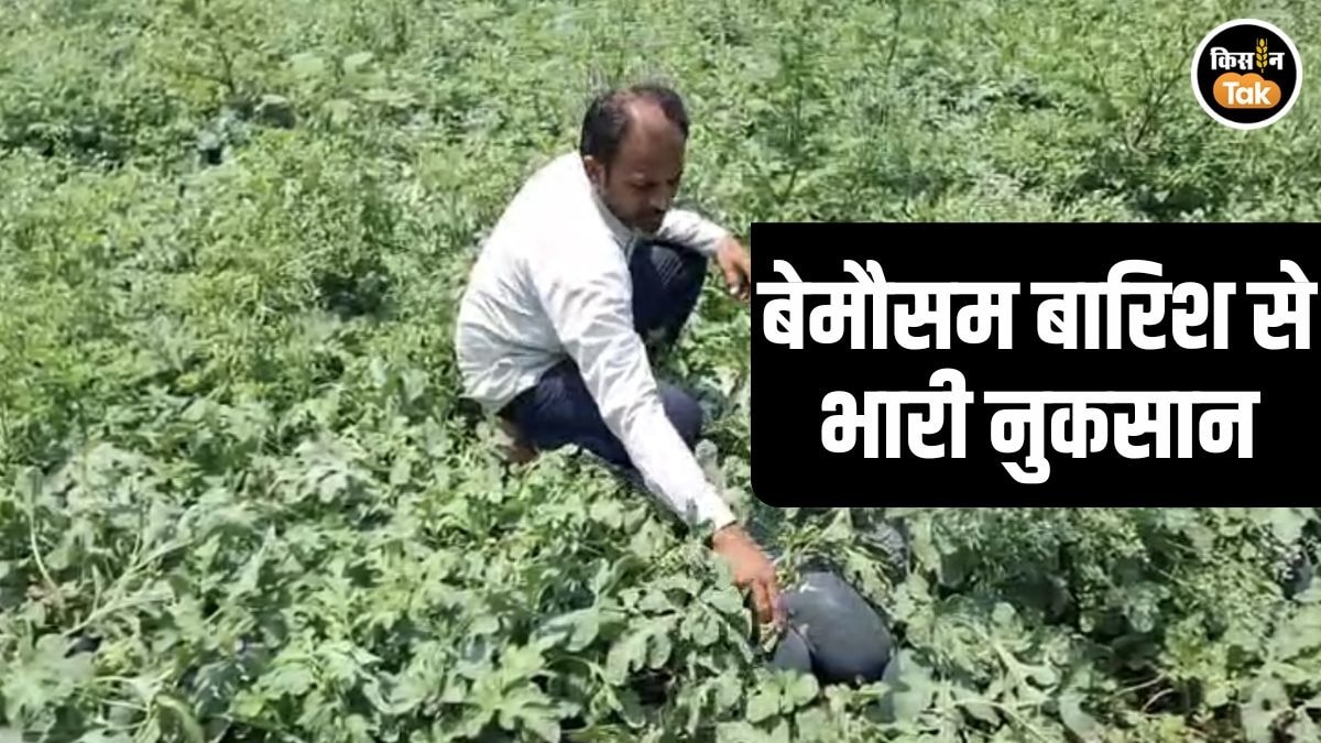 बीड के तरबूज किसान दोहरी मार के शिकार, बेमौसम बारिश और वैश्विक संकट ने की फसल बर्बाद