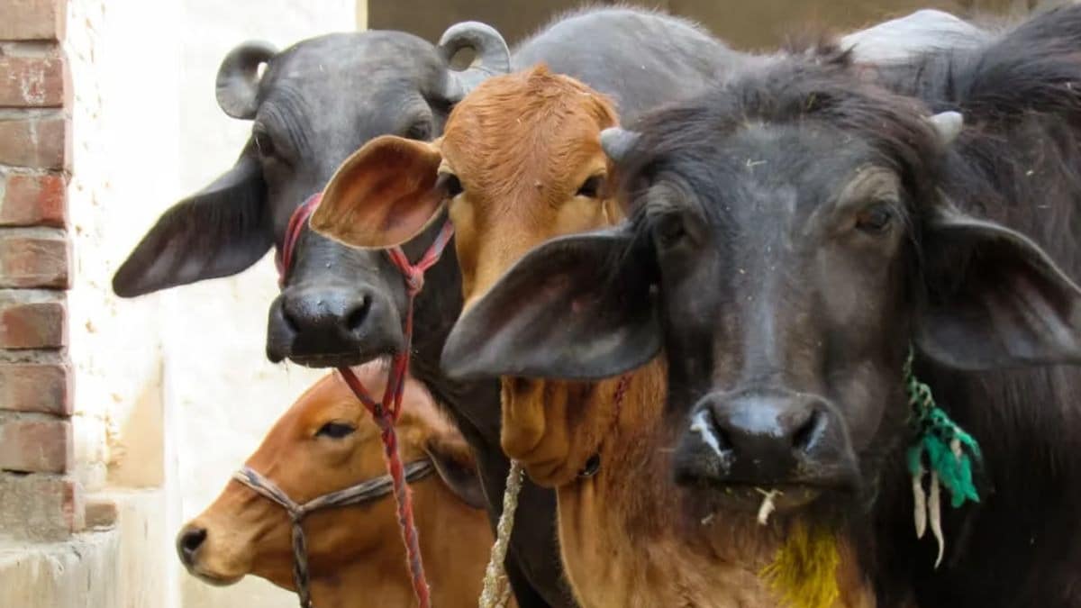Dairy-Animal Husbandry: सरकार के इन 6 काम से पशुपालकों की बढ़ जाएगी इनकम, ये हैं वो वजह