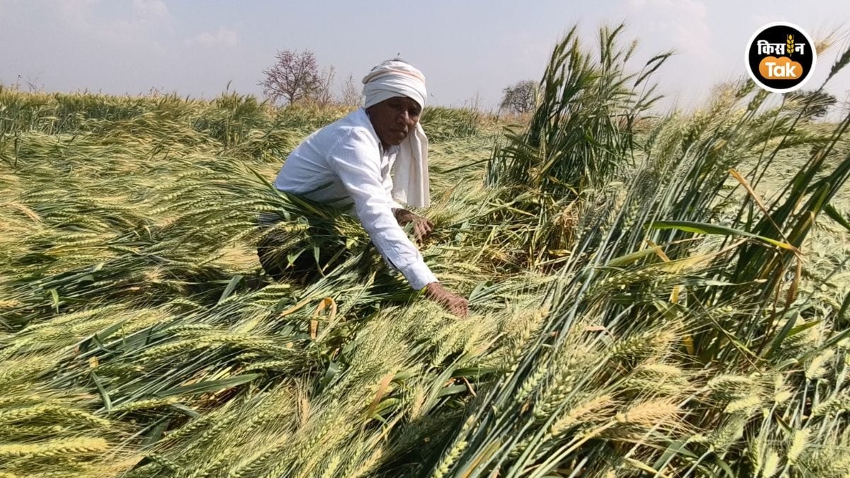 पंजाब में बेमौसम बारिश का कहर: 1.25 लाख एकड़ गेहूं की फसल बर्बाद, खतरे में किसानों की कमाई