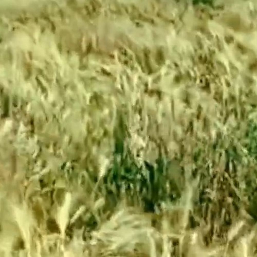 बेमौसम बारिश से फसल नुकसान पर मिलेगा मुआवजा:उन्नाव में DM ने 24 घण्टे में नुकसान की रिपोर्ट मांगी