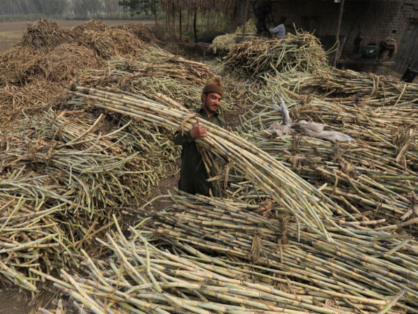 पाकिस्तान में चीनी की अधिकता ने आर्थिक संकट के बीच नीतिगत कमियों को भी किया उजागर