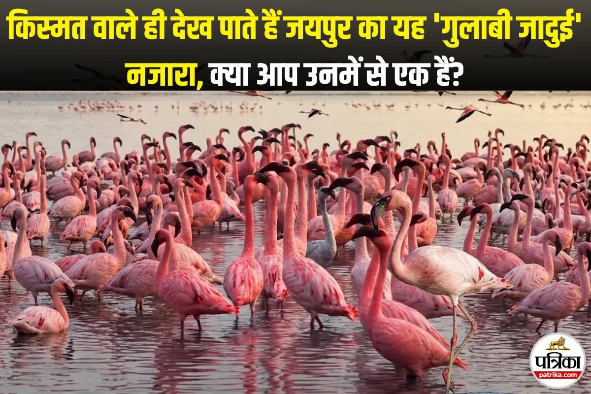 जल्दी करें! अप्रैल के बाद नहीं दिखेगा जयपुर का ‘गुलाबी जादुई’ नजारा, मिस न करें आखिरी बार देखने का मौका!