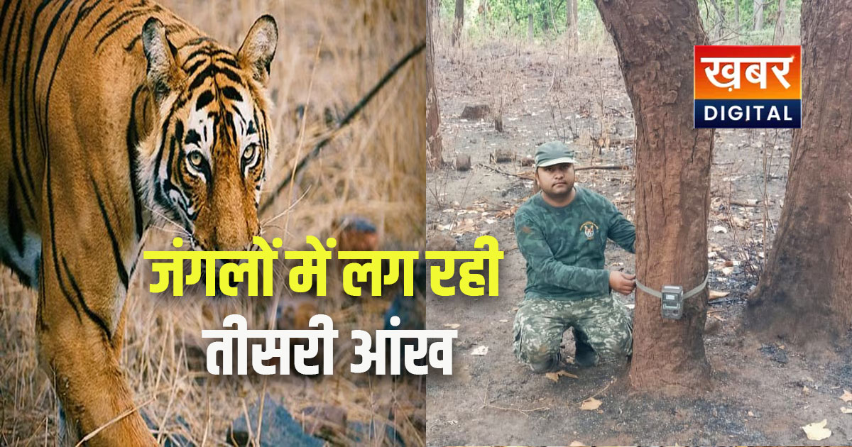 Tiger Estimation 2026: कैमरे से होगी बाघों की गणना, कान्हा कॉरिडोर में शुरु हुआ महाभियान