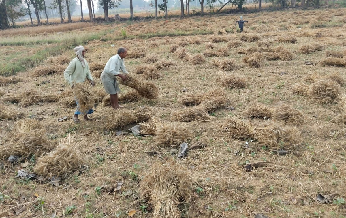 Gonda News: पछुआ हवा से पकी गेहूं की फसल, कटाई में जुटे किसान