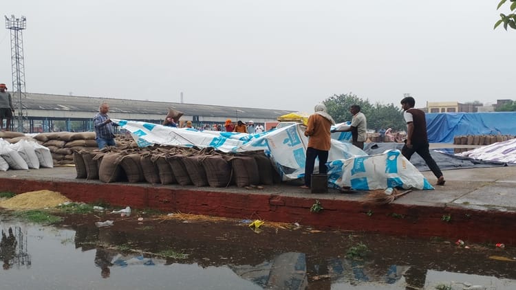 हरियाणा में बारिश से गिरा तापमान: किसानों का बड़ा नुकसान, मंडियों में भीगी गेहूं की फसल; आगे कैसा रहेगा मौसम?