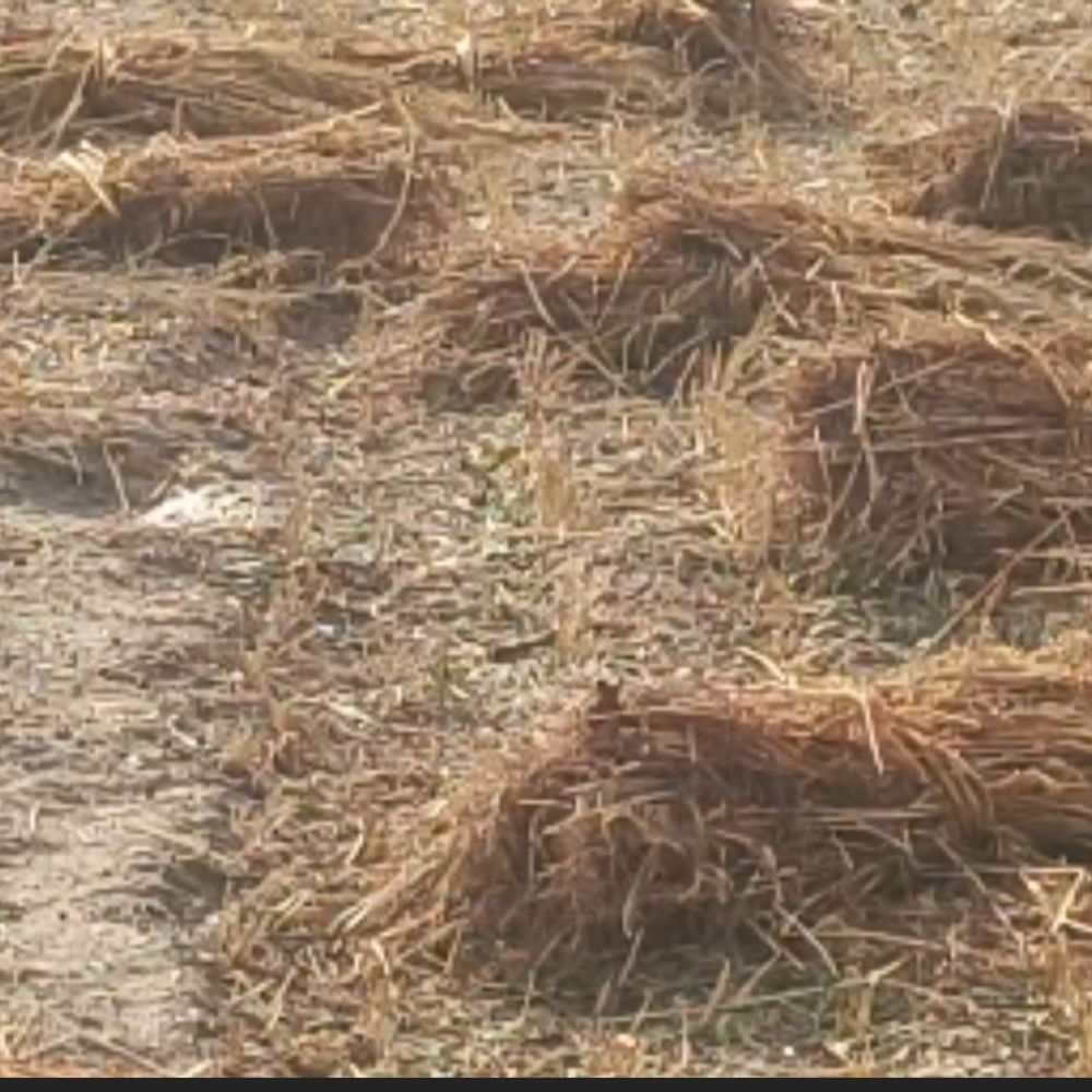 जालौन में बेमौसम बारिश, तेज हवाओं से फसलें तबाह:गेहूं-चना को भारी नुकसान, किसान मुआवजे की मांग कर रहे