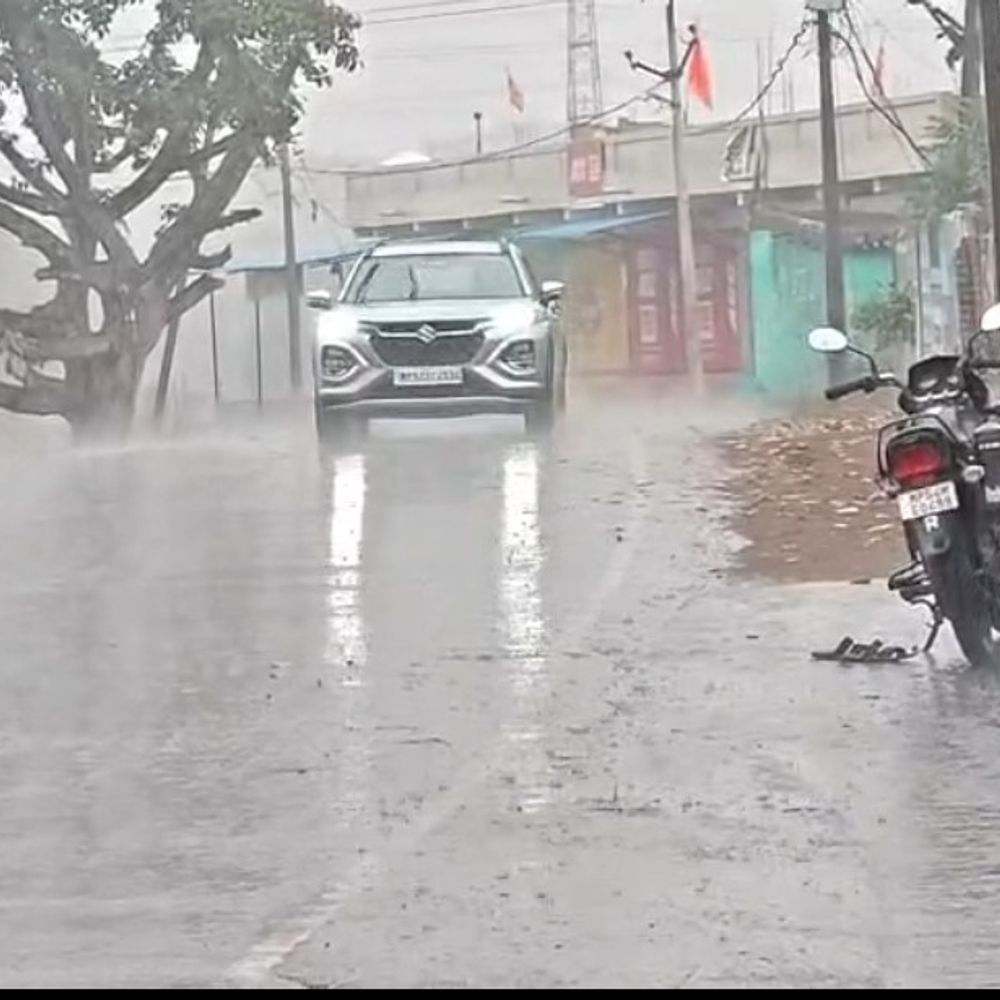 उमरिया में सुबह से तेज बारिश, गेंहू की फसलें बर्बाद:कटाई में देरी और रंग फीका पड़ने से भाव गिरने की आशंका