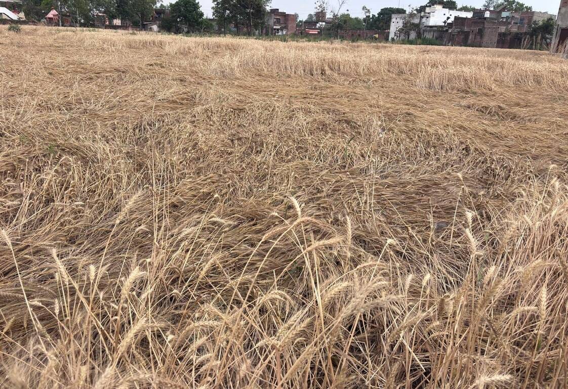 Balrampur News: बेमौसम बारिश से किसानों की बढ़ी चिंता, खेतों में भीगी फसल