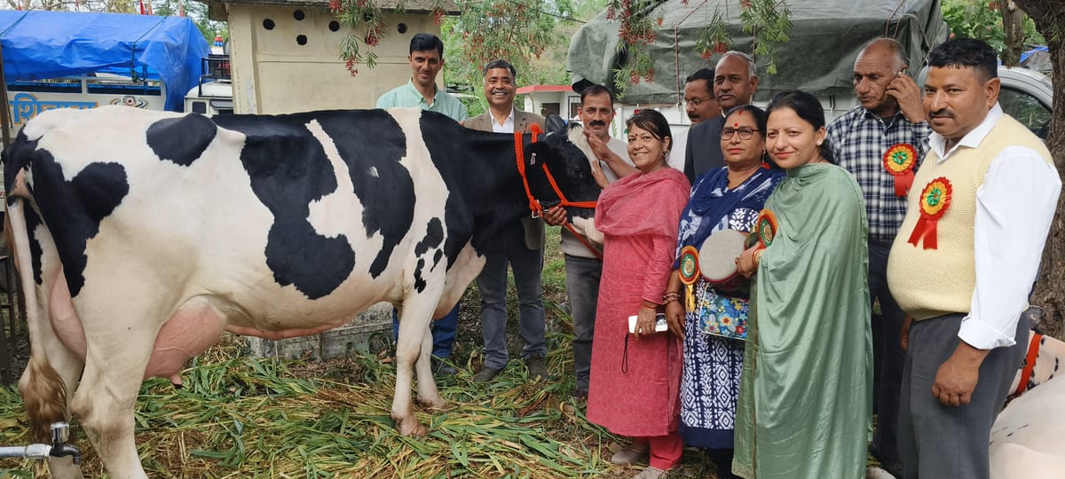 Bilaspur News: होल्सटीन फ्रीजियन क्रॉस ब्रीड श्रेणी में मोहिनी की गाय प्रथम