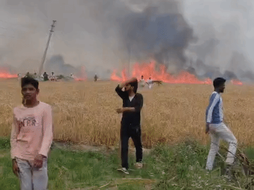 हाईटेंशन लाइन से 81 बीघा गेहूं की फसल जली:लखीमपुर-खीरी में भीषण आग से किसानों को भारी नुकसान
