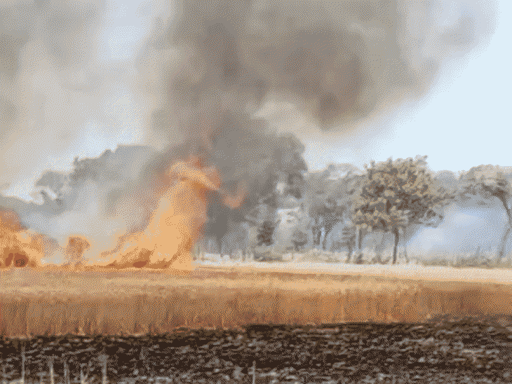 ट्रांसफार्मर से निकली चिंगारी से खेत में लगी आग:सतना में 10 एकड़ में खड़ी गेहूं की फसल जलकर राख, किसानों को भारी नुकसान