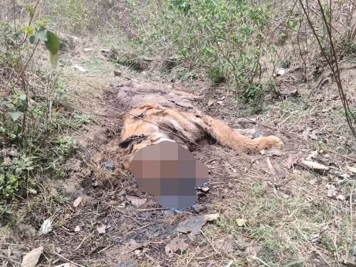 Umaria News: जंगल में बाघ का क्षत-विक्षत शव मिला, मौत की गुत्थी सुलझाने में जुटा वन विभाग