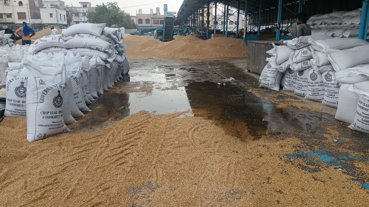 Fatehabad News: मंडियों में बूंदाबांदी से भीगा गेहूं, 552377.8 मीट्रिक टन गेहूं की आवक