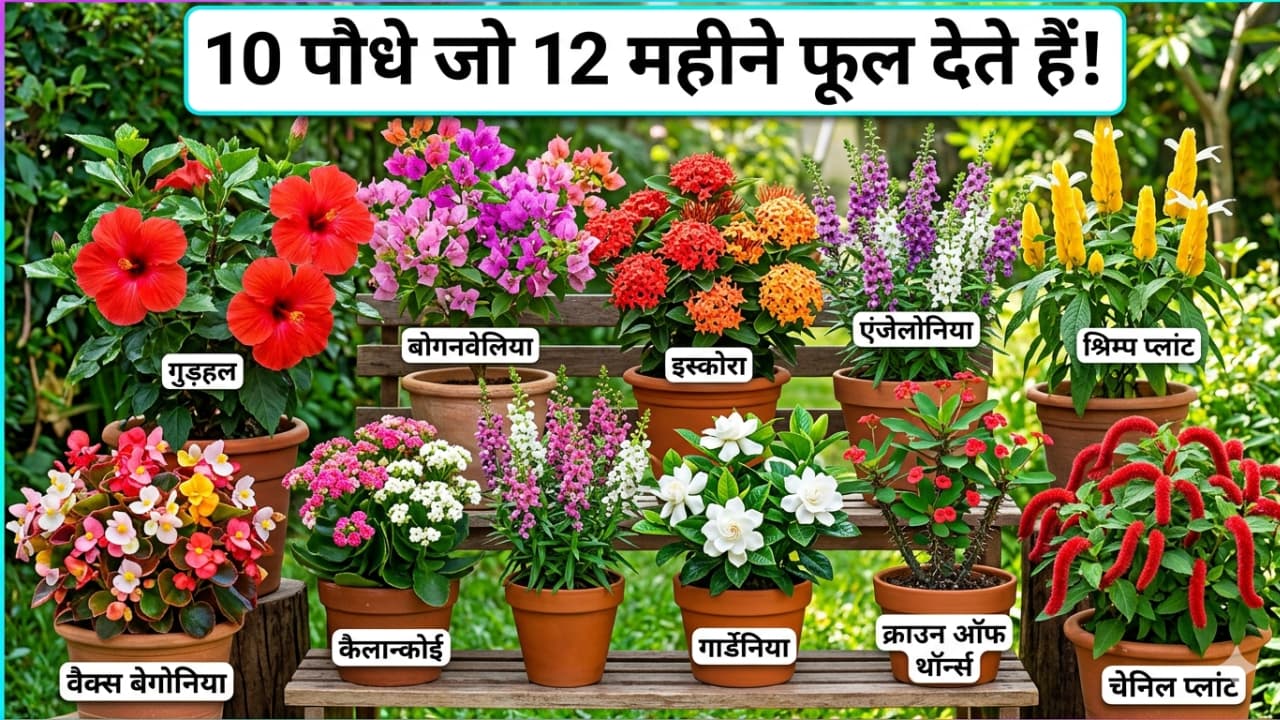 All Season Flowers: 1 बार लगाओ 365 दिन फूल पाओ ! 10 फ्लावर प्लांट से करें गार्डन गुलजार