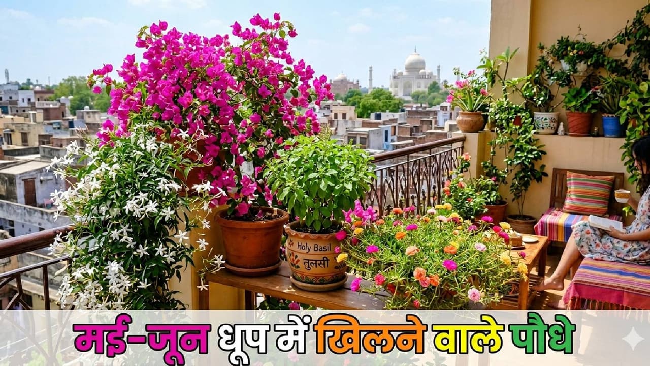 Sun Loving Plants: ज्यादा धूप वाली बालकनी में भी रहेगी हरियाली, लगाएं हमेशा फ्रेश रहने वाले 5 पौधे